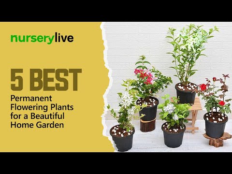 Flower gardens| 5 Best permanent flowering plants for a beautiful home garden| nurserylive