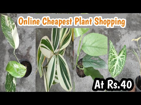 Online Aroid Plant Shopping At Cheaper Price || Unboxing Of Rare cheapest Plants.