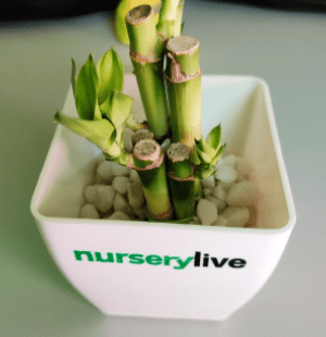 Nurserylive Free Plant